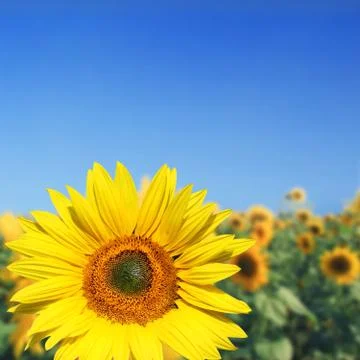 Field of blooming sunflowers on a background blue sky Stock Photos