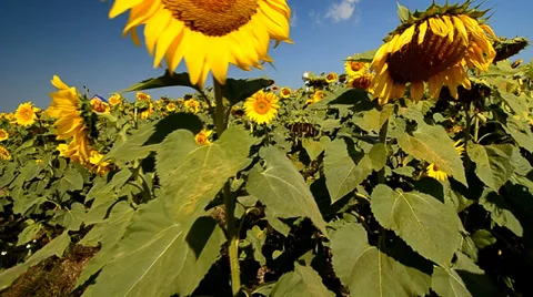 Field of blooming sunflowers on a background Stock Footage 34290538