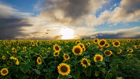 Field of blooming sunflowers on a background sunset 스톡 동영상 100091647