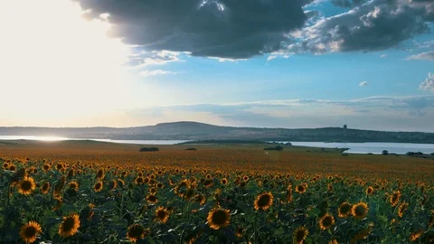 Field of blooming sunflowers on a background sunset 4k Video stock 112573192