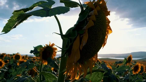 Field of blooming sunflowers on a background sunset 4k Stock Footage 112573246