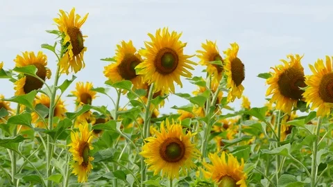 Field Of Blooming Sunflowers Video stock 75033779