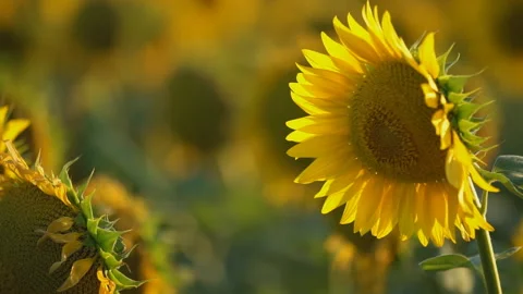 Field with blooming sunflowers Stock Footage 117174084