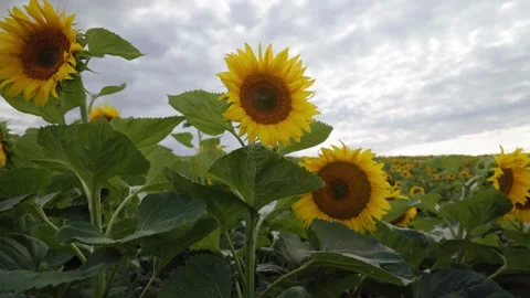 Field of blooming sunflowers under a cloudy summer sky Stock Footage 340911157