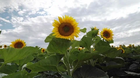 Field of blooming sunflowers under a cloudy summer sky Stock Footage 340911957