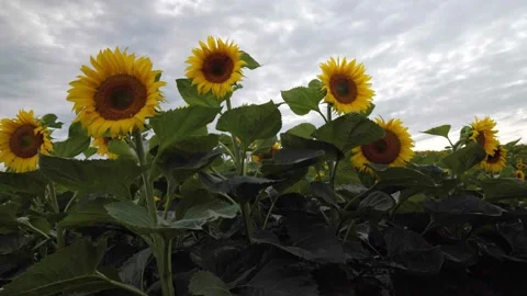 Field of blooming sunflowers under a cloudy summer sky Stock Footage 340912043