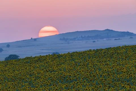 Field of blooming sunflowers.Nature Stock Photos