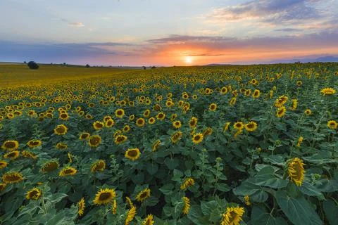 Field of blooming sunflowers.Nature Stock Photos