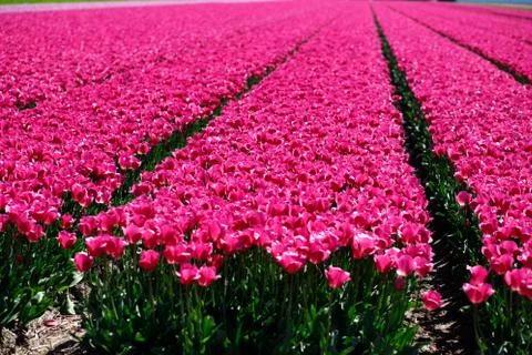 Field of blooming tulips. Stock Photos