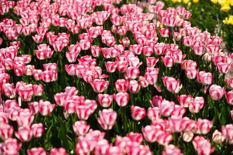 Field of blooming tulips. Stock Photos