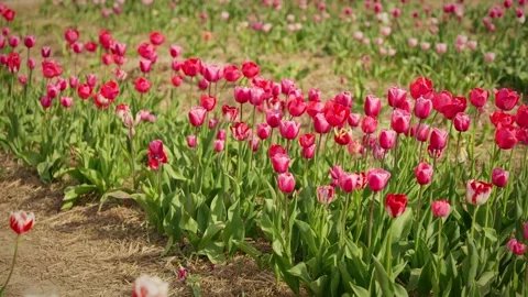 A field of blooming tulips in spring Stock Footage 242650620
