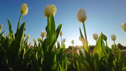 A Field of Blooming Tulips Under the Setting Sun: UHD Video Stock Footage 247525742