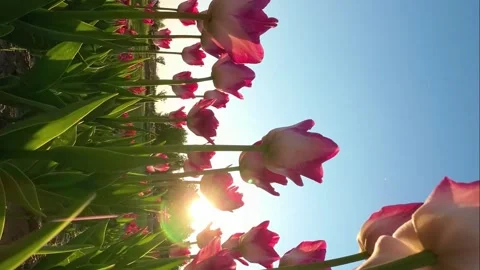 A Field of Blooming Tulips Under the Setting Sun: A Vertical Video Vídeos de archivo 251468714