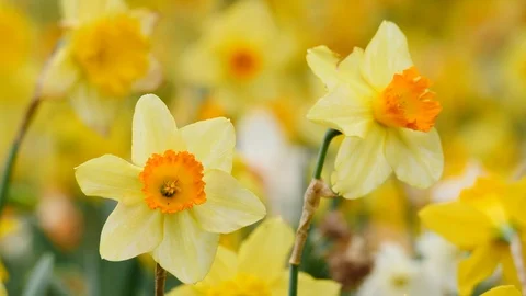 A field of blooming yellow Daffodils Stock Footage 106094978