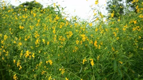 Field of Blooming Yellow Sunn Hemp Crotalaria Juncea Flowers Swaying in Bree Stock Footage 344797380