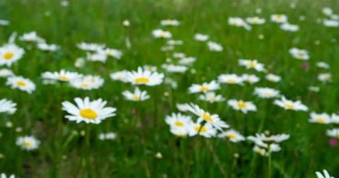 In the field blossom chamomile. Stock Footage 77382876