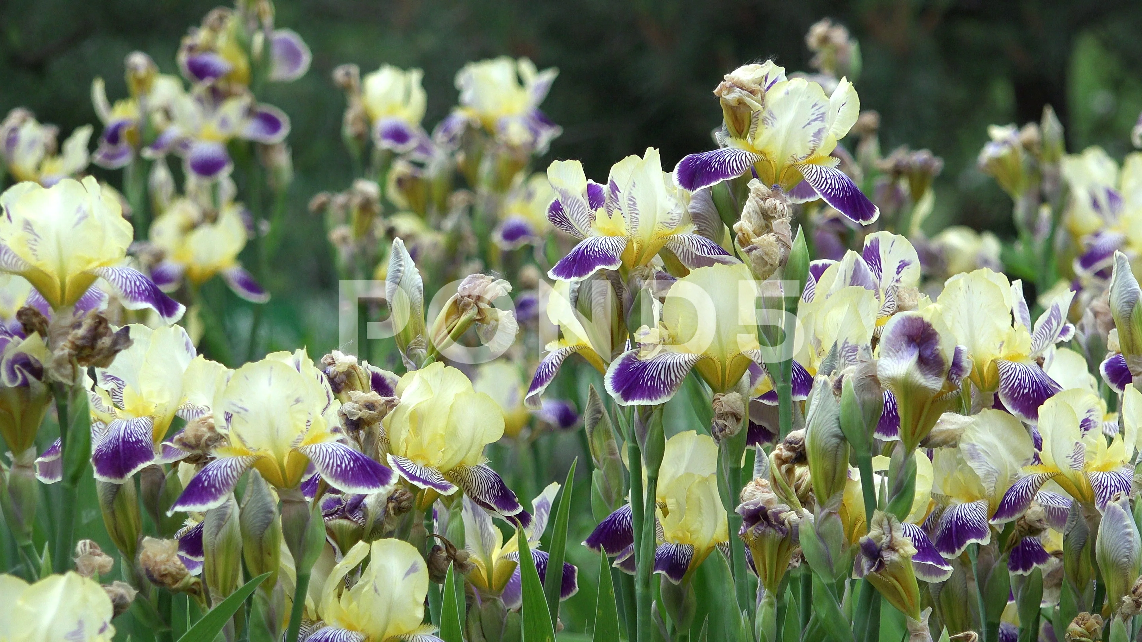 Field Of Blossom Iris Flower Beautiful Stock Video Pond5