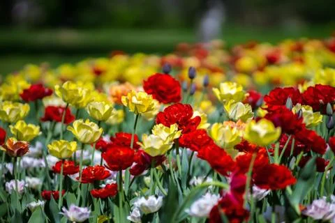 Field of blossom tulips in a park 스톡 사진