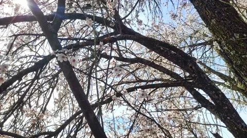 A field of blossoming almond trees, cluster of almond blossoms in full bloom Stock Footage 170880798