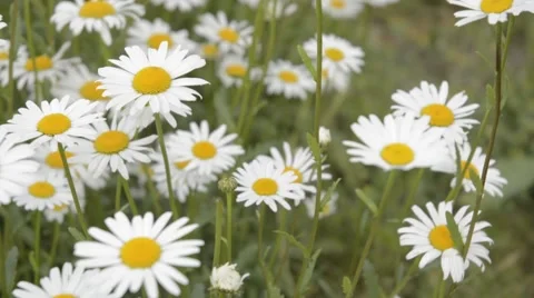 Field of blossoming chamomile. Blossoming chamomile. Stock Footage 44640933