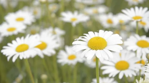 Field of blossoming chamomile. Blossoming chamomile. Stock Footage 44641029