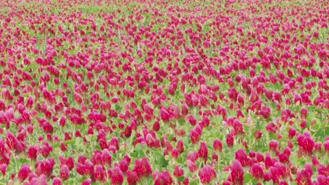Field of blossoming crimson clover flowers and flying bees Stock Footage 135928853