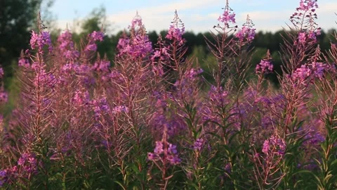 The field of blossoming fire weed, camera move to the right Stock Footage 284440836