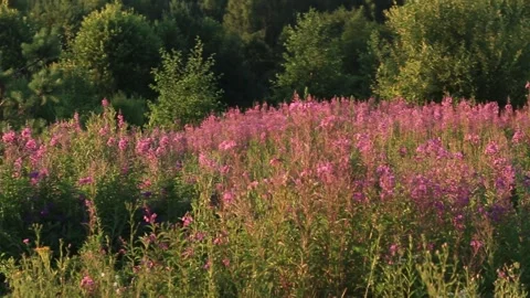 The field of blossoming fireweed in the forest 動画素材 284440833