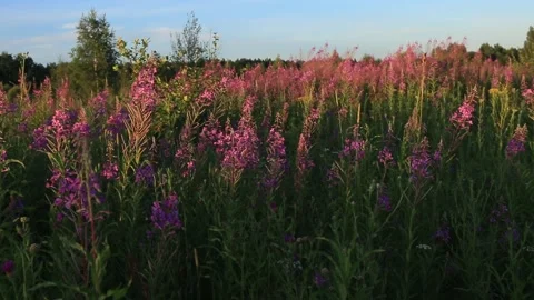 The field of blossoming fireweed at the sunset Stock Footage 284440587