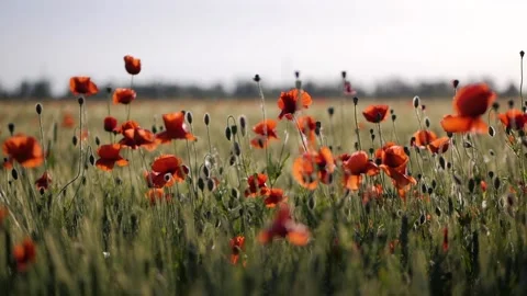 Field of blossoming poppies. Rustic summer landscape. Stock Footage 129069733