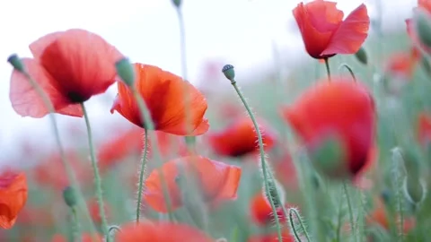 Field of blossoming poppies. Rustic summer landscape. Video stock 130843010