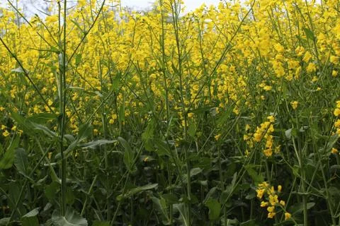 Field of blossoming rape in the spring Stock Photos