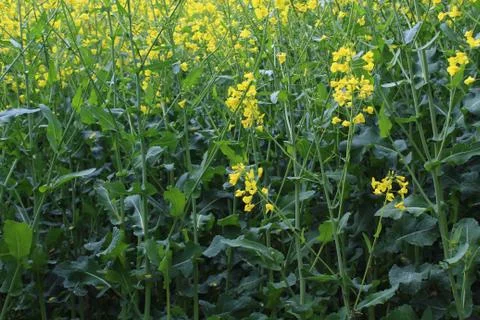 Field of blossoming rape in the spring Stock Photos