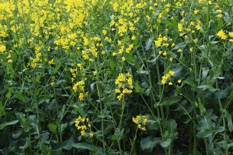 Field of blossoming rape in the spring Stock Photos