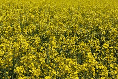 Field of blossoming rape in the spring Stock Photos