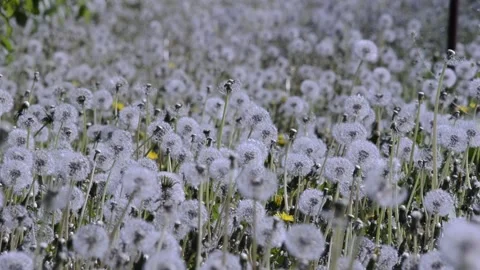 A field of blowballs Stock Footage 171612281