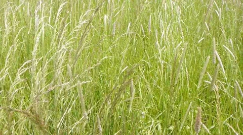 Field of Blowing Tall Grass Stock Footage 10978909