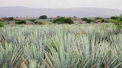 A field of Blue Agave Mexico Stock Footage 223846825