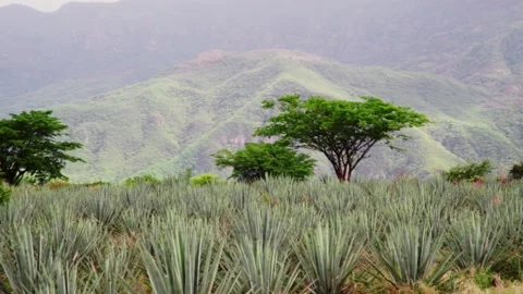A field of Blue Agave Mexico Stock Footage 223846831