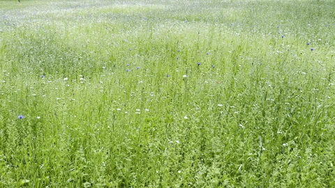 Field of blue and white wild flowers creates background plate Stock Footage 335946320