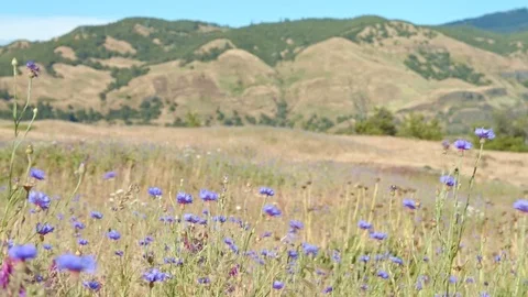 Field of blue bachelors button cornflower 1 Rowena Crest Columbia River Gorge Stock Footage 81674554