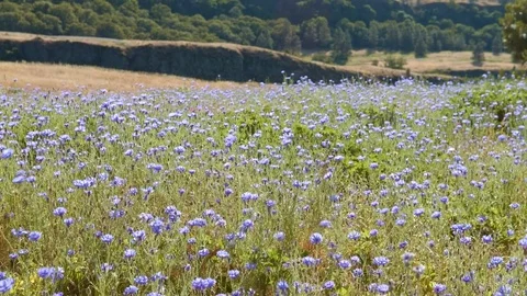 Field of blue bachelors button cornflower 2 Rowena Crest Columbia River Gorge Stock Footage 81675443