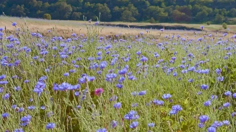 Field of blue bachelors button cornflower 5 Rowena Crest Columbia River Gorge Stock Footage 81677855