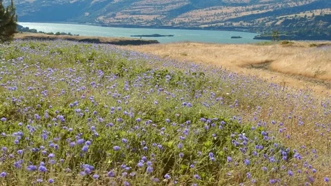 Field of blue bachelors button cornflower and river 3 Rowena Crest Columbia Stock Footage 81677943
