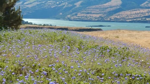 Field of blue bachelors button cornflower and river 4 Rowena Crest Columbia Stock Footage 81681500