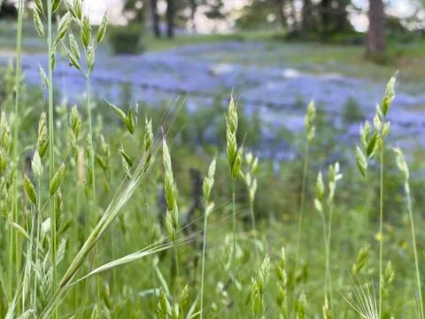 Field of Blue Bonnets Stock Photos