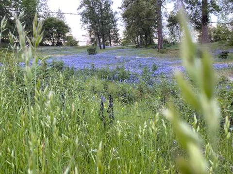 Field of Blue Bonnets Stock Photos
