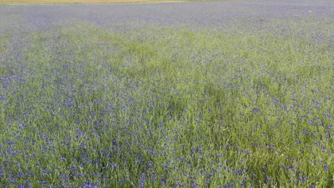 A field of blue cornflowers Stock Footage 278213619