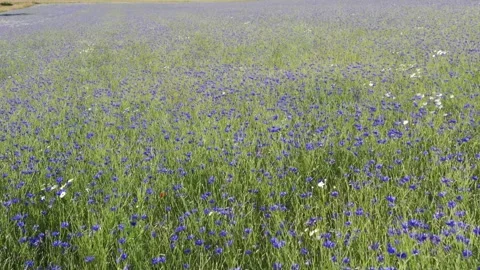 A field of blue cornflowers Stock Footage 278214185