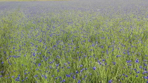 A field of blue cornflowers Stock Footage 278214285